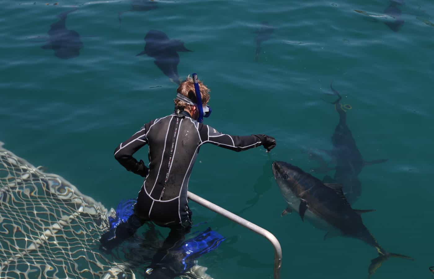 Swim with Tuna at Oceanic Victor